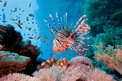 Coral reef fish | Earth Blog