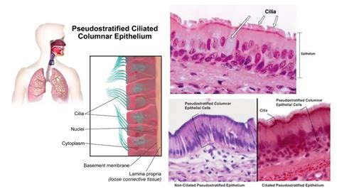 Pseudostratified Columnar Epithelium - Definition, Structure, Function ...