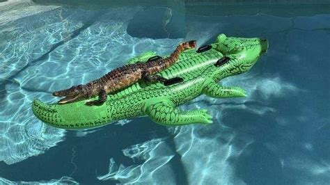 crocodile pictures and jokes :: animals / funny pictures & best jokes ...