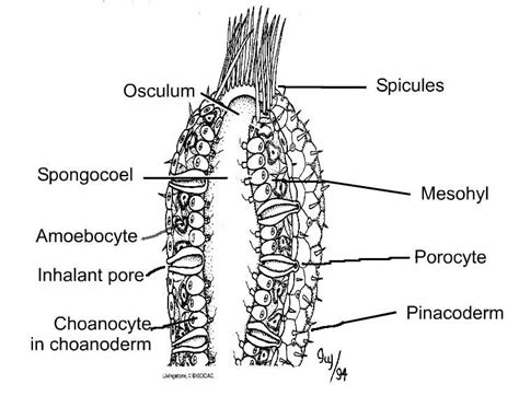 Overview of Sponges