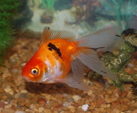 Goldfish Varieties : A Brief Look At Some Of The Many Types