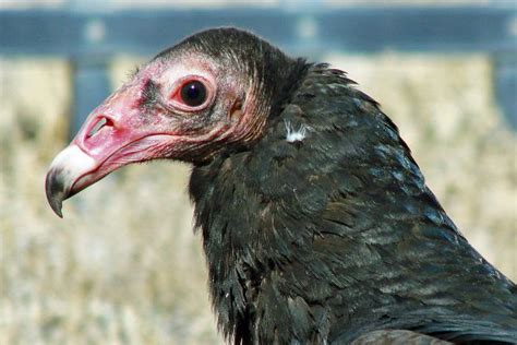 My favorite facts about Turkey Vultures - Center of the West