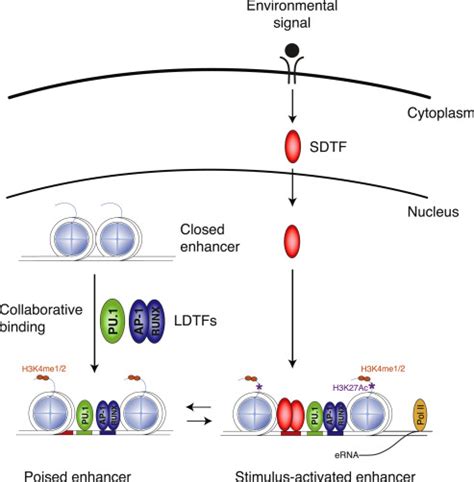 Nature and nurture of tissue-specific macrophage phenotypes ...