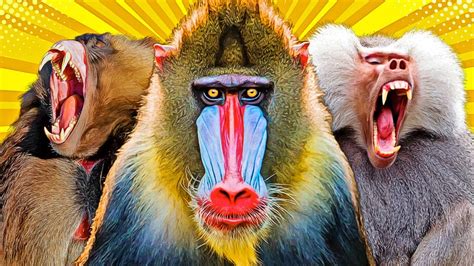 All 9 Baboon & Mandrill Species (World’s Largest Monkeys) - YouTube