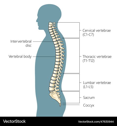 Human spine structure diagram medical science Vector Image