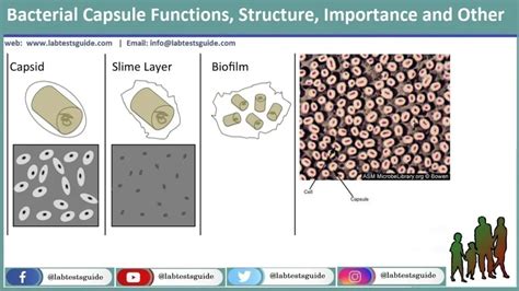 Bacterial Capsule Functions, Structure, Importance and Other