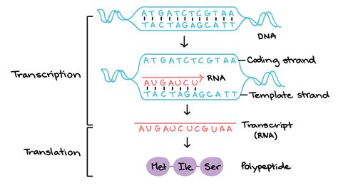 Transcription and Translation