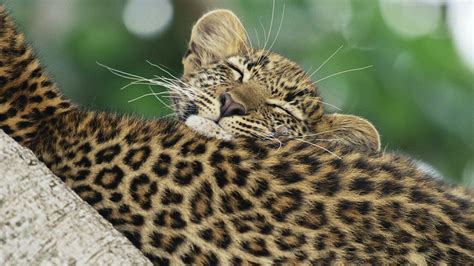 Download wallpaper 1920x1080 leopard, black, cub, caring hd background