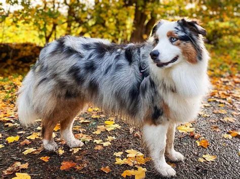 Blue Merle Australian Shepherd: The Complete Dog Breed Guide - K9 Web