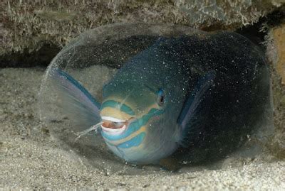 Parrotfish poop for healthy reefs!