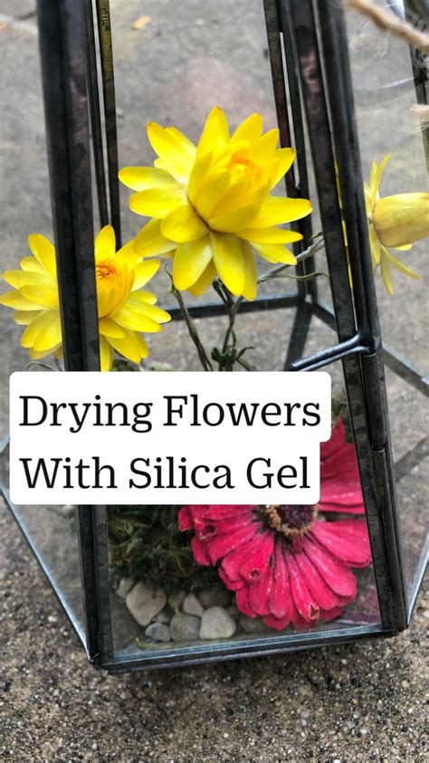 Drying Flowers With Silica Gel | Pansies flowers, Pressed flower art ...