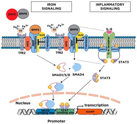 Hepcidin function, hepcidin mechanism & diseases associated with ...