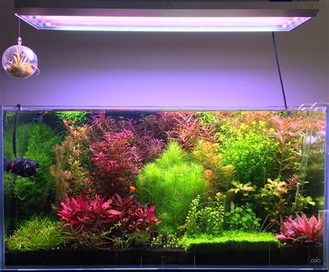 Pin on Dutch style planted tank | Live aquarium plants, Planted ...