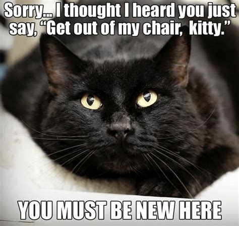 Black Cat Magic: Cat Memes | Funny cats, Funny animals, Funny cat memes