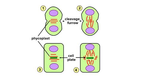 Why do plant cells build cell plates?