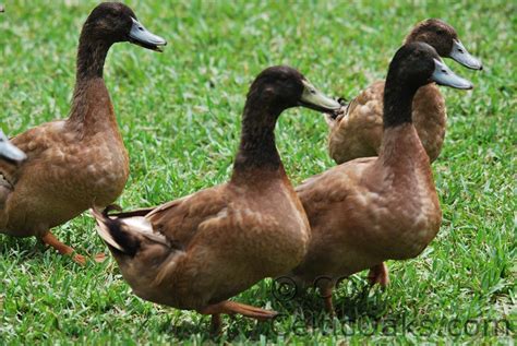 Khaki Campbell ducks and drakes egg laying breed | Duck breeds ...