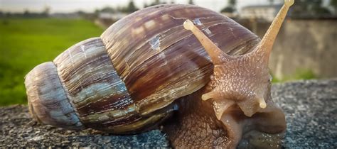 The Giant African Land Snail: What You Need To Know | ABC Blog