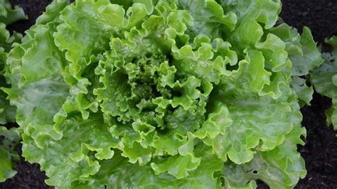 Lechuga batavia. Características, cultivo y propiedades - Agromática