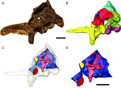 The braincase and endocast of Thecodontosaurus antiquus. A, fossil ...