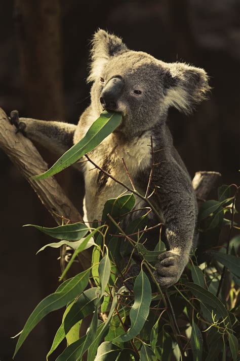 A Koala Eating Eucalyptus Leaves · Free Stock Photo