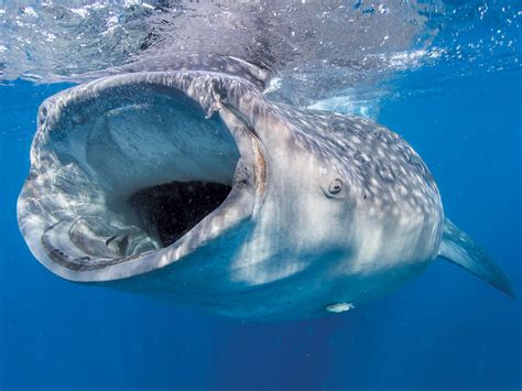 The Whale Shark | California Diving News