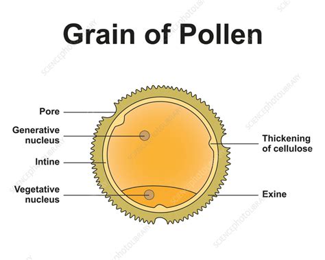 Pollen grain structure, illustration - Stock Image - F037/4534 ...