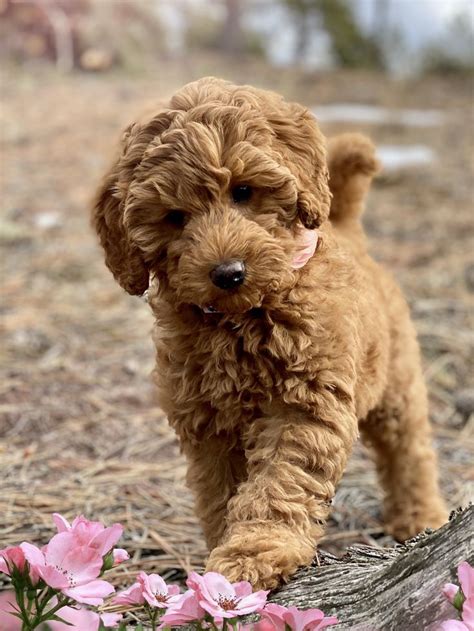 Miniature Australian Labradoodle Puppy | Labradoodle, Labradoodle ...