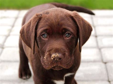 Life expectancy of chocolate labradors is linked to their colour, finds ...