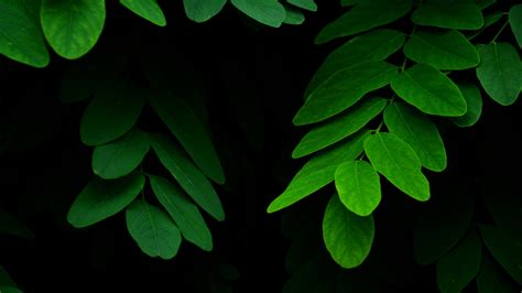 Download Green Nature Leaf 4k Ultra HD Wallpaper