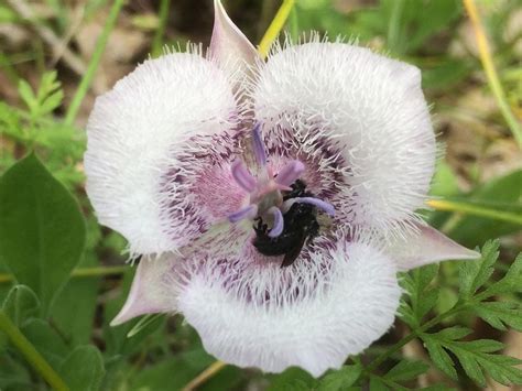 Calochortus tolmiei-Tolmie's cats ear - Klamath Siskiyou Native Seeds