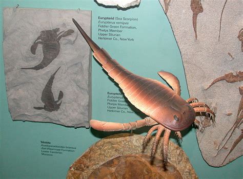 New York State Fossil | Eurypterus Remipes