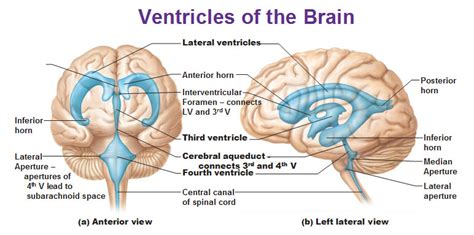 Lateral ventricles | RANZCRPart1 Wiki | FANDOM powered by Wikia