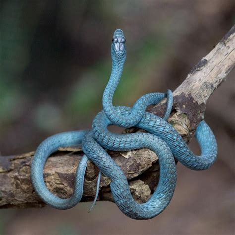 Why aren't Common Tree Snakes that popular? | Aussie Pythons and Snakes