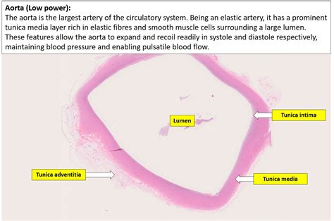 Normal Aorta Histology