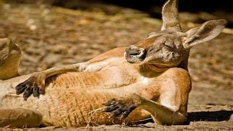 Kangaroo Jack Chilling, sand, langaroo, funny, sleeping, HD wallpaper ...