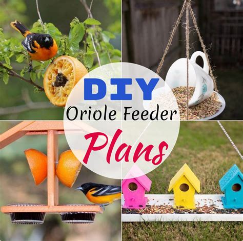 20 DIY Oriole Feeder Plans For Your Garden - DIYnCrafty