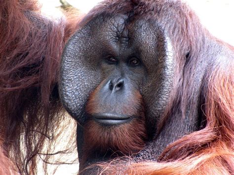 Orangutans | New England Primate Conservancy