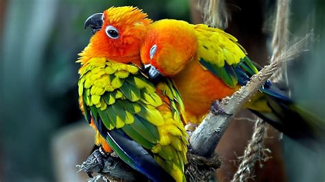 Beautiful Birds Wallpapers ~ Free HD Desktop Wallpapers Download