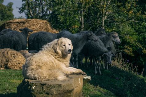 Maremma Sheepdog | Dog Breed Info, Guide & Care