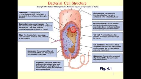 Bacterial Cell Parts And Their Functions | Reviewmotors.co