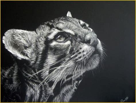 Scratch Art Animals - North Woods Art