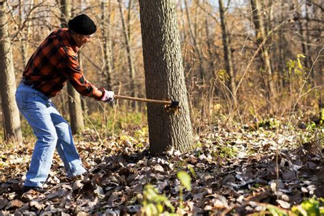 Man Cutting Trees With Axe