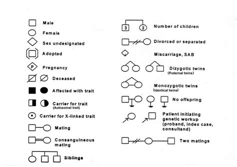 animal phylum matching worksheet answers - mathinfocuskindergarten