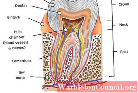 Odontogram: what is it for, types and symbols - science - 2024