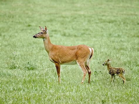 3 Female Deer N Fawn 2009 Photograph by John Radosevich - Pixels