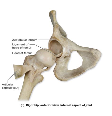 Y Shaped Gluteal Cleft