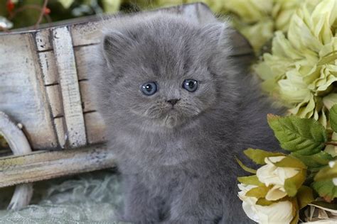 Blue Persian Kittens (Past Kittens)