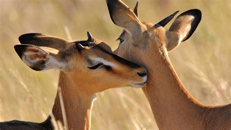 Antelope Wallpapers Images Photos Pictures Backgrounds