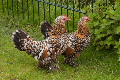 Booted Bantam • Insteading Chicken Breeds Guide