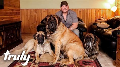 63+ Giant English Mastiff Puppies For Sale - l2sanpiero